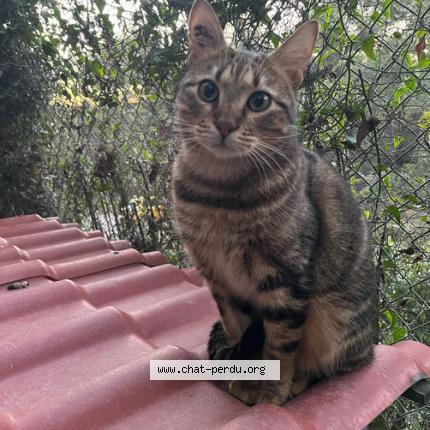 Photo 1/1 LEWIS Chat perdu à Marseille