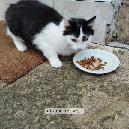 Photo 1/1 Chat retrouvé Perdu à Epinal
