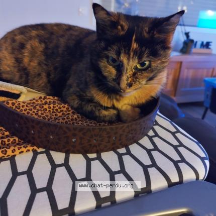 Photo de chat perdu à Plougonven