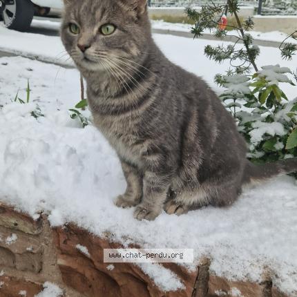 Photo 1/1 Pepsy Chat perdu à Schweighouse sur moder