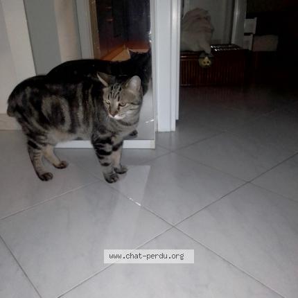 Photo de chat perdu à Menton