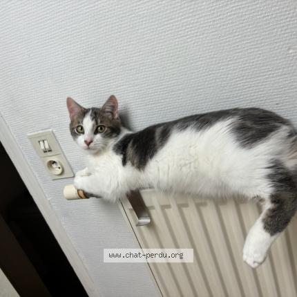 Photo de chat perdu à Durtol