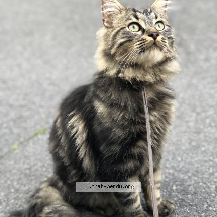 Photo de chat perdu à Champs Sur Marne