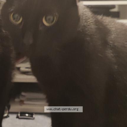 Photo de chat perdu à Villeurbanne