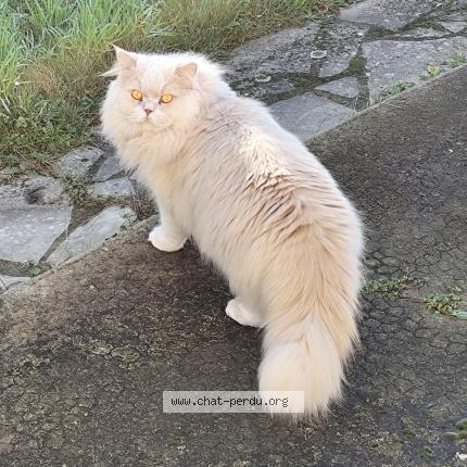 Photo de chat perdu à Trigavou