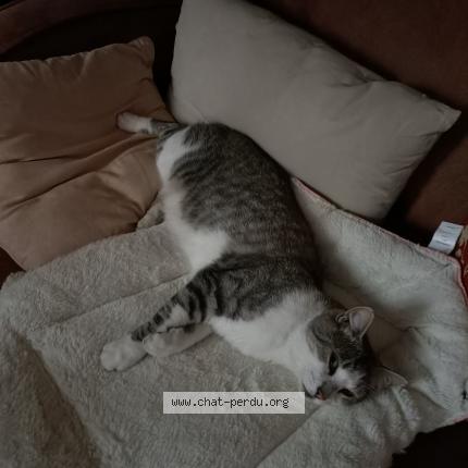 Photo de chat perdu à Bezons