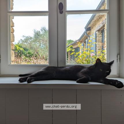 Photo 1/1 Chat retrouvé Perdu à Neuilly Sur Seine