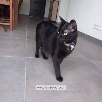 Photo de chat perdu à Genelard