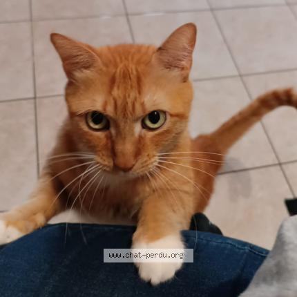 Photo de chat perdu à Grenoble