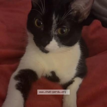 Photo de chat perdu à Creteil