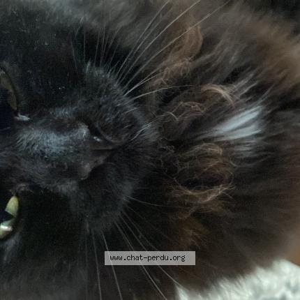 Photo 1/1 Chat retrouvé Perdu à Gisors