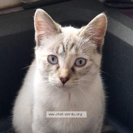 Photo de chat perdu à Douarnenez