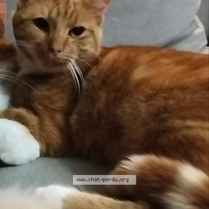 Photo de chat perdu à Etreaupont