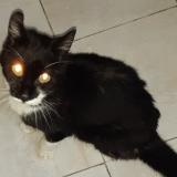 Photo de chat trouvé à Schaerbeek