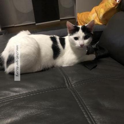 Photo de chat perdu à Lille