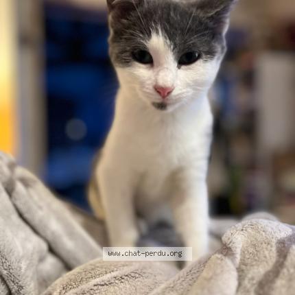 Photo 1/1 Chat retrouvé Perdu à St Firmin Sur Loire