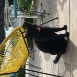 Photo de chat perdu à Valdahon