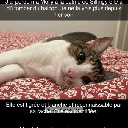 Photo 1/1 Chat retrouvé Perdu à La balme de sillingy