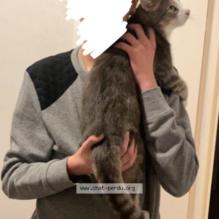 Photo 1/1 Chat retrouvé Perdu à Reims