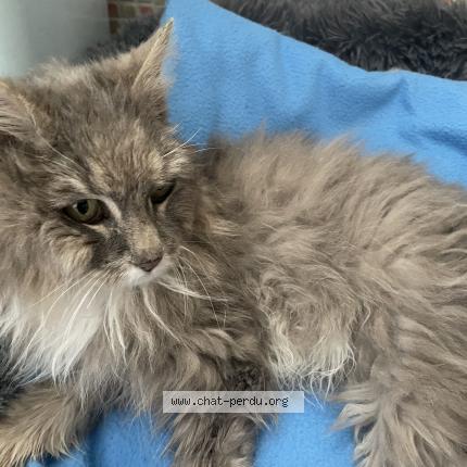 Photo 1/2 Chat retrouvé Trouvé à Cadillac Sur Garonne