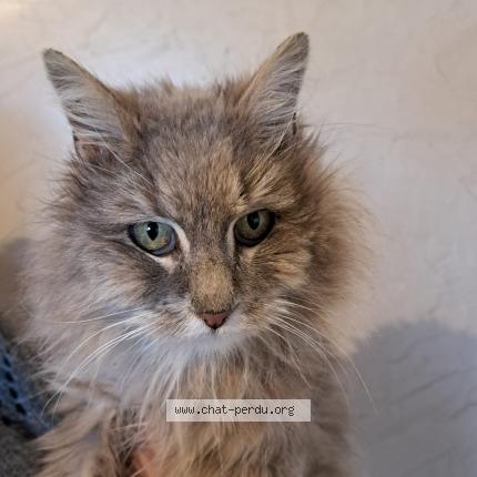 Photo 2/2 Chat retrouvé Trouvé à Cadillac Sur Garonne