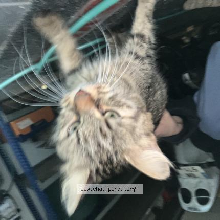 Photo de chat trouvé à Saint Pere En Retz