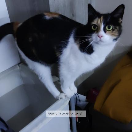 Photo de chat perdu à Cholet