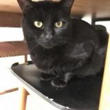 Photo de chat perdu à Jailleux