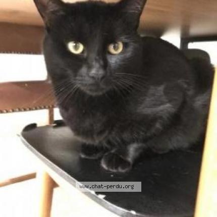 Photo 2/2 Chat retrouvé Perdu à Jailleux