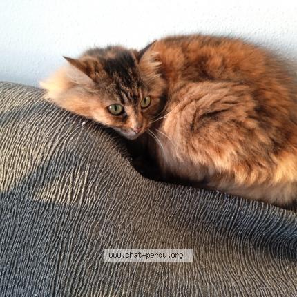 Photo de chat perdu à Le Trehou