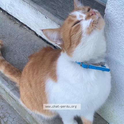 Photo de chat perdu à Guegon