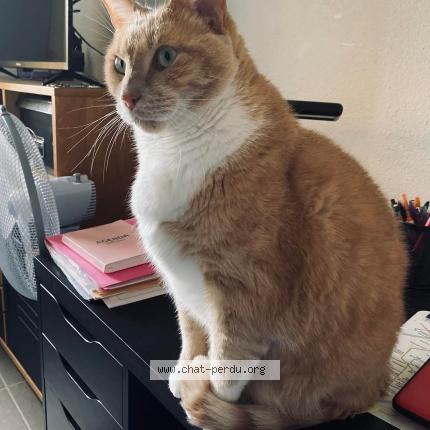 Photo 1/1 Chat retrouvé Perdu à Tournefeuille