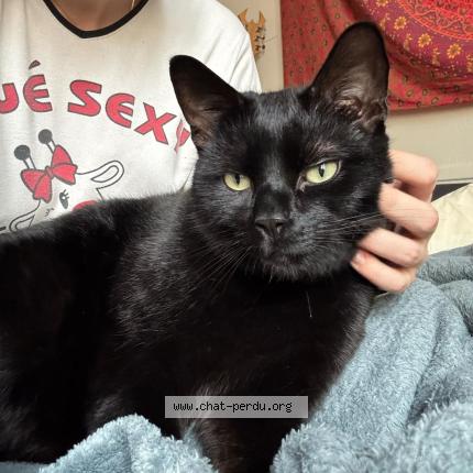 Photo de chat perdu à Reims