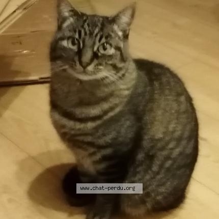 Photo 1/1 Chat retrouvé Perdu à Lannion