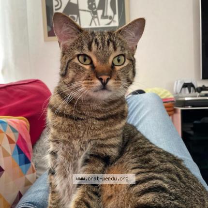 Photo 1/1 Chat retrouvé Perdu à 86000 Poitiers