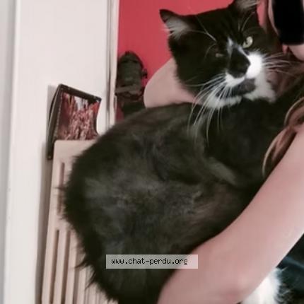 Photo de chat perdu à Saint Lattier
