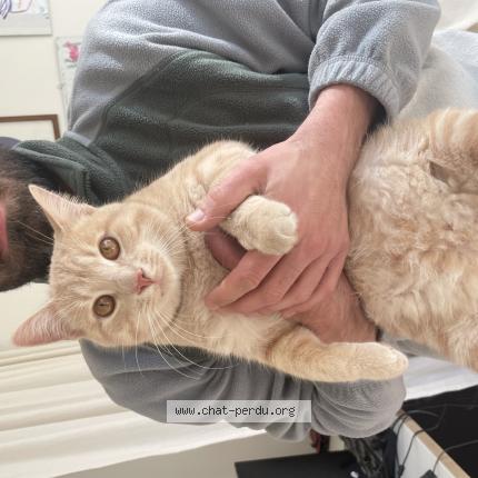 Photo de chat trouvé à Bordeaux