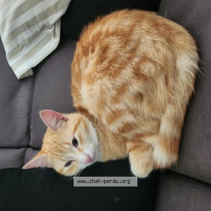 Photo de chat trouvé à Saint Julien De Concelles
