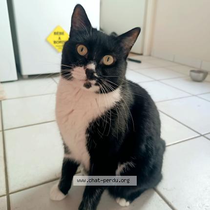 Photo de chat perdu à Grenoble