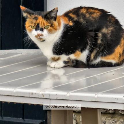 Photo de chat perdu à Saint Jean De Luz