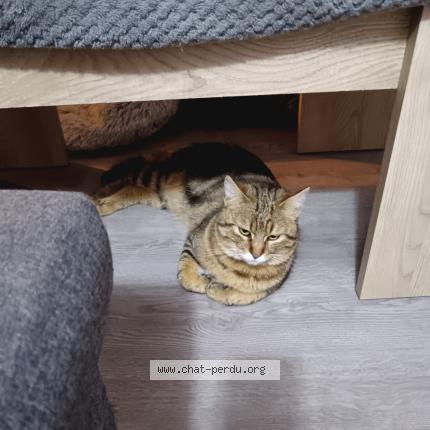 Photo 1/2 Chat retrouvé Perdu à Dijon