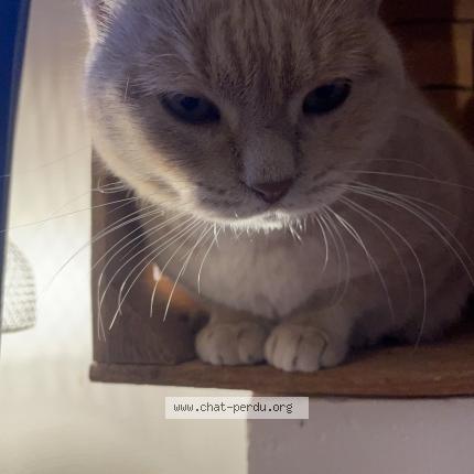 Photo de chat perdu à Longeville Sur Mer