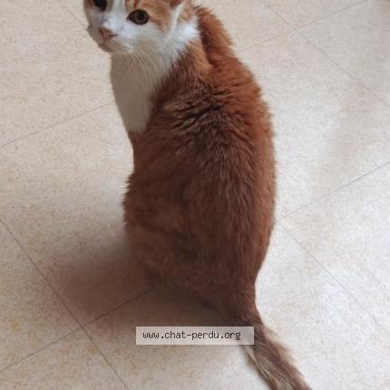 Photo de chat perdu à Cognac