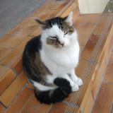 Photo de chat trouvé à Attignat