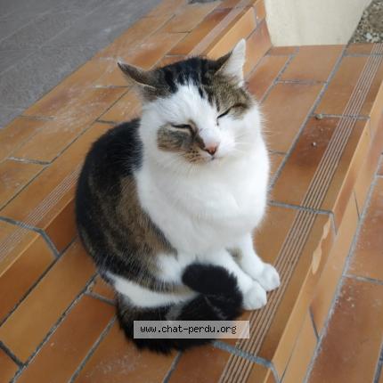 Photo 1/1 Chat retrouvé Trouvé à Attignat