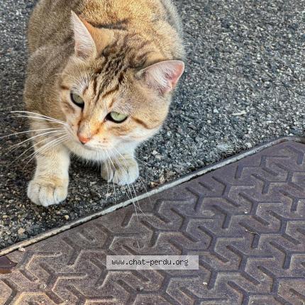 Photo 1/1 Chat retrouvé Perdu à Vaulx En Velin