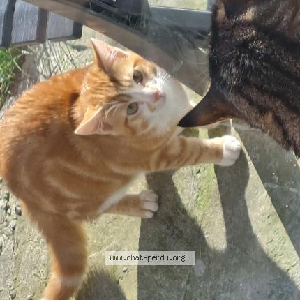 Photo de chat trouvé à Sallaumines