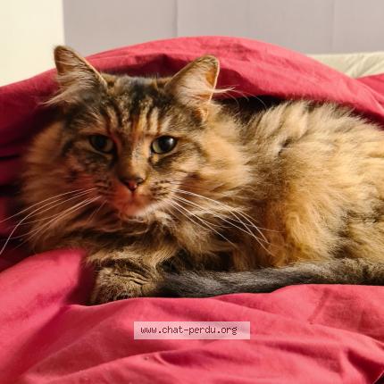 Photo 1/1 Chat retrouvé Perdu à Isles Les Villenoy