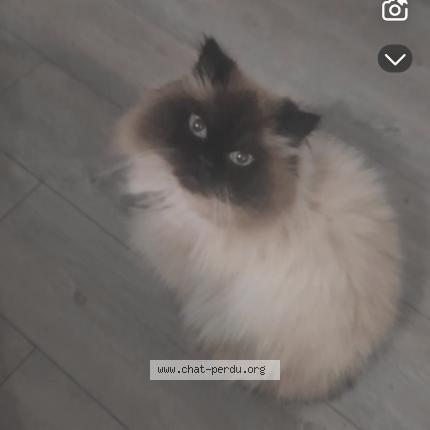 Photo 1/1 Chat retrouvé Perdu à Bruyeres Sur Oise