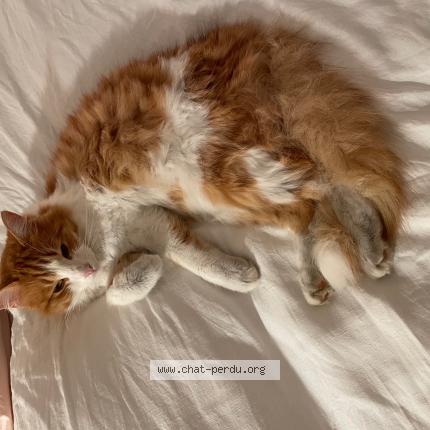 Photo de chat perdu à La Trinite Sur Mer